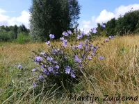 Wilde cichorei [Cichorium intybus]